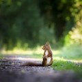 squirrel-4515962__480