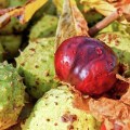 Rosskastanie Frucht