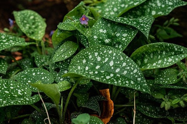 Nur die Blätter des Echten Lungenkrauts erinnern an die Alveolen der Lunge (also die weißen Punkte auf dem Blatt)